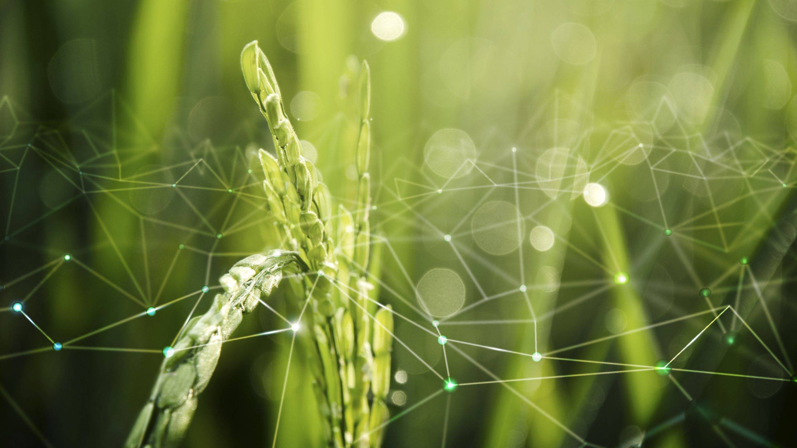 Agriculture IoT with rice field background Agriculture IoT with rice field background